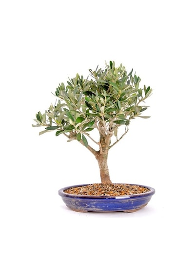 Nadir İthal Zeytin Bonzai Ağacı Tohumu 2 Tohum +