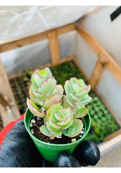 Kalanchoe Marnieriana 5.5 Cmlik Saksıda