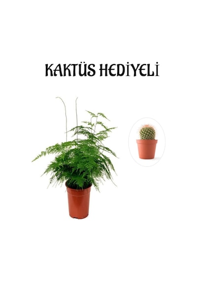 Tül Kuşkonmaz Çiçeği Sevgililer Gününe Özel Kaktüs Hediyeli