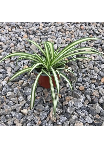 Kurdela Çiçeği 10-20 Cm