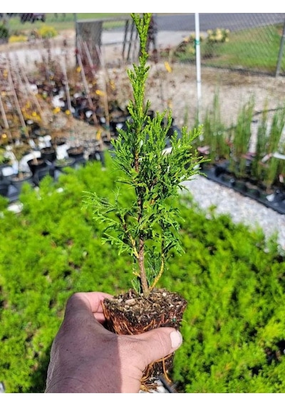 Bahçe Dekorasyon Leylandi Çam Fidanı 20 Adet Tüplü 10-25cm Cupressus