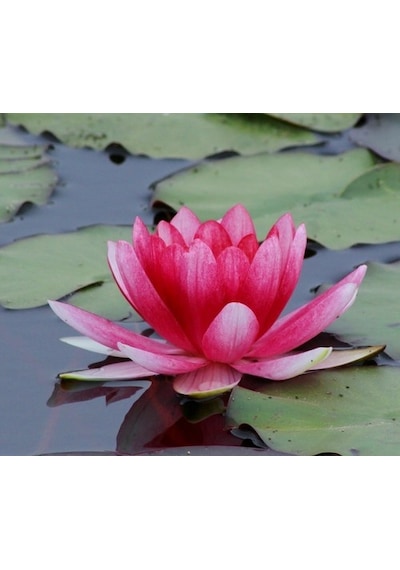 Lotus Tohumları 2 Adet Açık Kırmızı Lotus Maydanoz Tohum