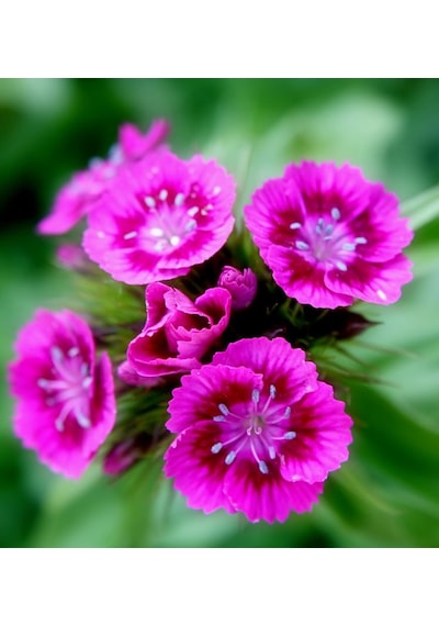 Lila Sweet William Dianthus Barbadus Çiçeği Tohumu 50 Adet
