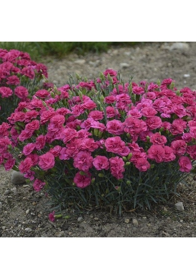 Dianthus Superbus Rose Bol Kokulu Karanfil Çiçeği Tohumu 100 Adet