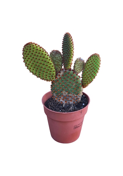 Opuntia Microdays Kırmızı Dikenli- Tavşan Kulağı Kaktüsü 20 Cm Uzunluğunda