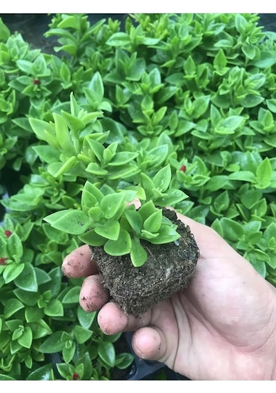 Videolu Pembe Buz Çiçeği Fidesi 40 Adet Saksılı/tüplü 5-10 Cm Yer Örtücü Bitki Delosperma