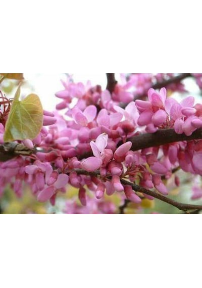 Pembe Çiçekli Erguvan Fidanı Cercis Siliquastrum - 1-2 Yaşında,