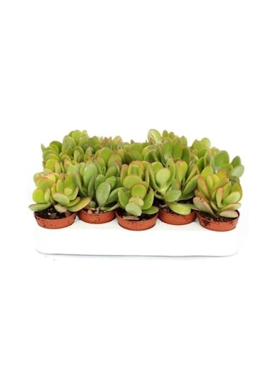 Para Ağacı Kaktüs Sukulent Crassula Ovata - Para Çiçeği Ev Bitkisi