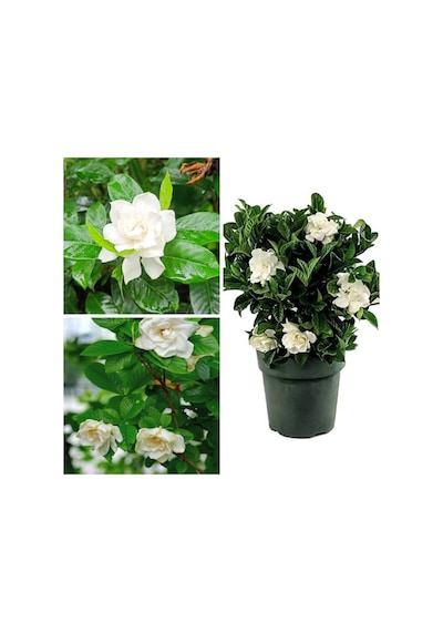 Videolu 1 Adet Çiçekli Müthiş Kokulu Gardenya Çiçeği 20-30 Cm Saksılı Iç Mekan Bitkileri Gardenia