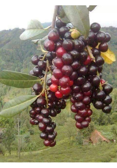 2 Yaşında Karayemiş Fidanı Prunus Laurocerasus Sağlıklı Ve Uz
