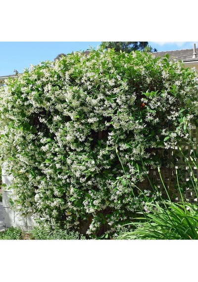 Arap Yasemini Rhyncospermum Jasminoides 40-60cm- Hoş Kokulu Ve Dayanıklı Sarmaşık Bitkisi