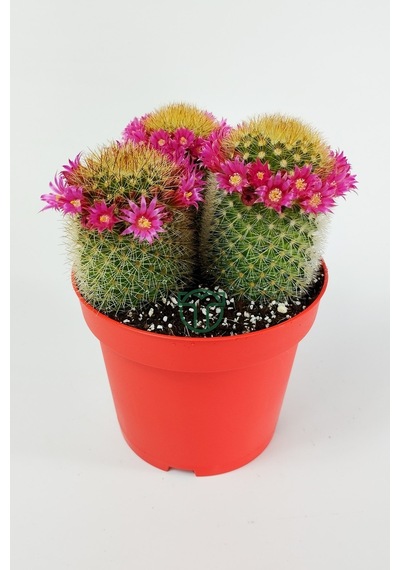 Mammillaria Spinosissima Taç Pembe Çiçekli Kaktüs 3 Adet Büyük Bo