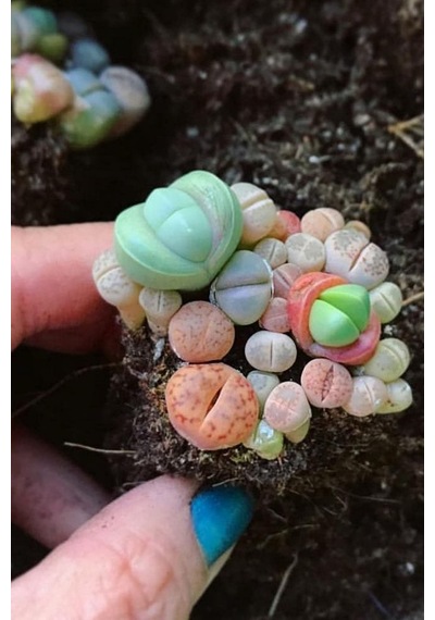 Dashing Look Karışık Lithops Taş Çiçek Tohumu / 10 Adet Tohum Th-thmcmthm387 Sku: Smgstk82094b2996 Açık Gri