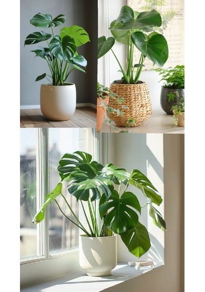 Deve Tabanı Monstera - Hediyelik Ev Ofis Bitkisi