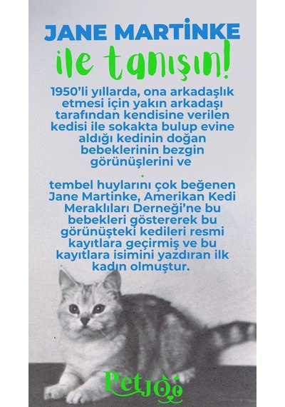 Petjoo 5.Jane Martinke Yeşil-Mavi Qr'lı Kedi Künyesi
