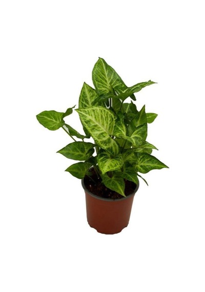 Melek Kanadı Sarmaşığı 1 Adet Saksılı 20-40cm İç Mekan Salon Ofis Çiçeği