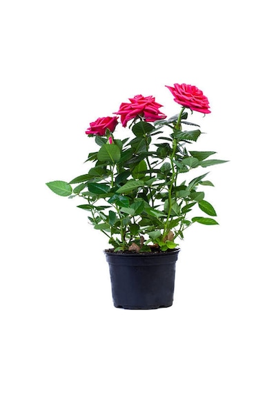 Pembe Kokulu Yediveren Gül Fidanı Saksılı 1 Adet 50-70 Cm Dış Mekan Pink Roses