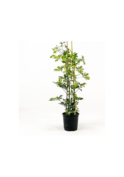 Videolu Şeflera Bitkisi 80 90 Cm 1 Adet Saksılı Hediyelik Ofis Ev Bitkisi Schefflera