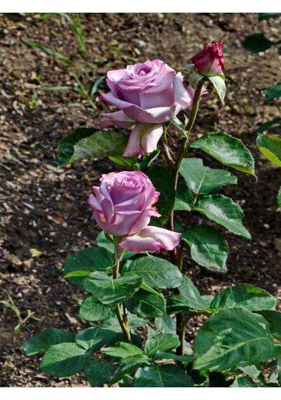 Videolu Yediveren Kırmızı Beyaz Lila Çeşitli 3 Adet 25 60 Cm Saksılı/tüplü Red LWhite Rose