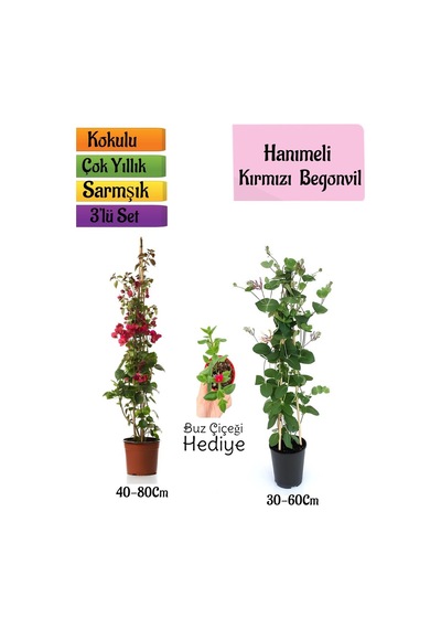 Kırmızı Begonvil+kokulu Hanımeli Çiçeği+buz Çiçeği Hediyeli 3'lü Peyzaj Seti