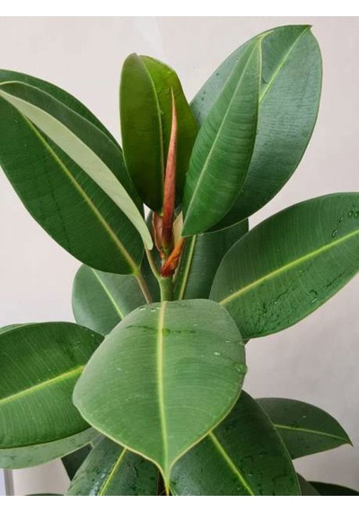 Videolu Kauçuk Bitkisi1 Adet Saksılı 60-80cm Ev Ofis Salon Bitkisi Iç Mekan Bitki Ficus Elastica