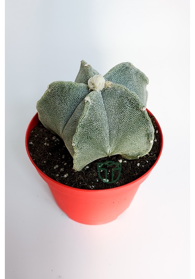 Yıldız Kaktüs Astrophytum Myriostigma 5 Dilim Beyaz Özel Tür