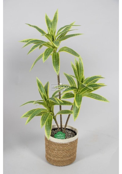 Yapay Ağac Dracena 3 Dallı Gerçek Dokulu 75 Cm Hasır Saksılı
