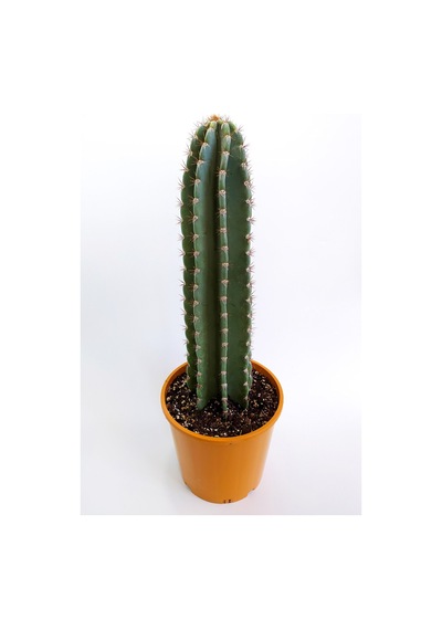 Tetragonus Peruvianus 20 Cm Saksıda Nadide Tür Tekli Özel Kak .