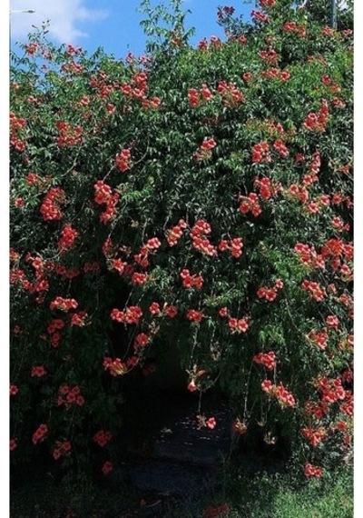 Acem Borusu Campsis Radicans 30-50 Cm