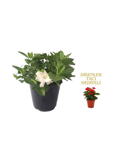 Videolu 1 Adet Kadınlar Gününe Özel Gardenya Çiçeği 20-30cm Saksılı Dikenler Tacı Hediye Gardenia