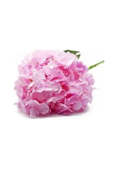 İran Gül Pembe Sardunya Çiçeği Fidesi 10-20 Cm