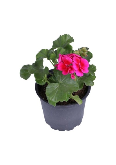 Sardunya Çiçeği Fidanı - Pelargonium - Koyu Pembe Renk 10-20 Cm