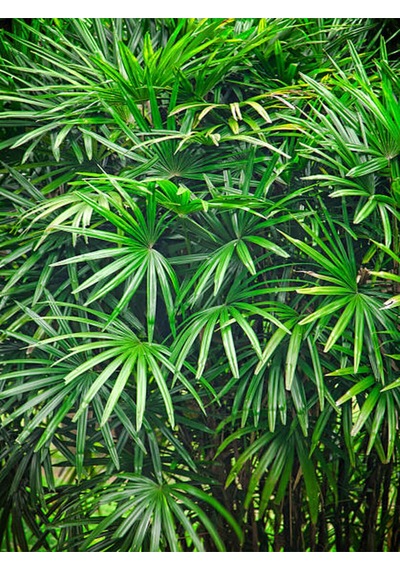 Parlak Yapraklı Japon Şemsiyesi Bitkisi 1 Adet Saksılı 30-50cm Cyperus Alternifolius