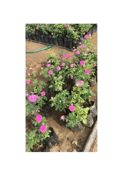 Bol Kokulu Gerçek Isparta Gülü Fidanı 10-20 Cm