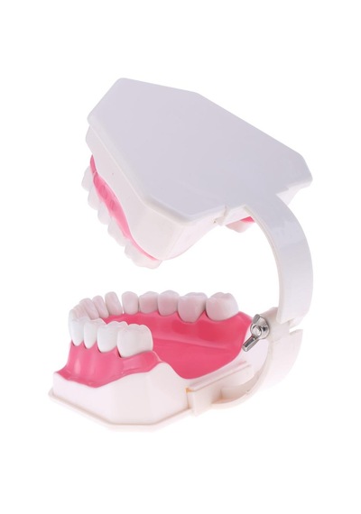 2x Büyük İnsan Ağzı Modeli Diş Fırçalı Öğretim Aleti Sabitleme-15x12x9cm 15 X Diş Sabitleme-15x12x9cm 15 X 12 X 9 Cm
