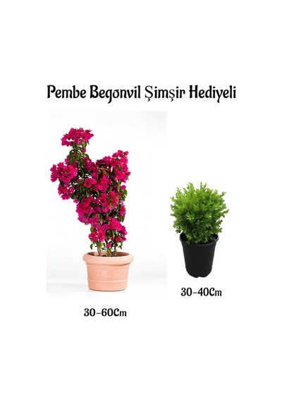 Pembe Renk Begonvil Çiçeği 30-60cm Çalı Şimşiri Bahçe Bitkisi
