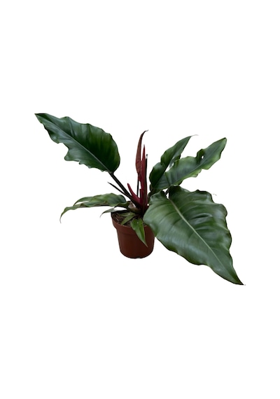 Philodendron 'Caramel' Ø12 CM Y25-30 CM