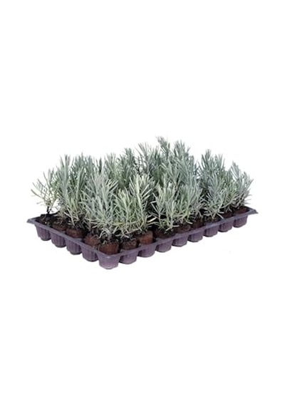 Lavanta Bitkisi Fidesi 10 Adet Viyol'de - Lavandula