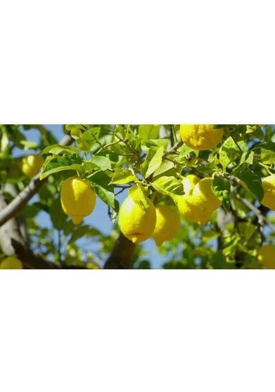 Üçlü Narenciye Seti - Limon Portakal Mandalina Fidanı