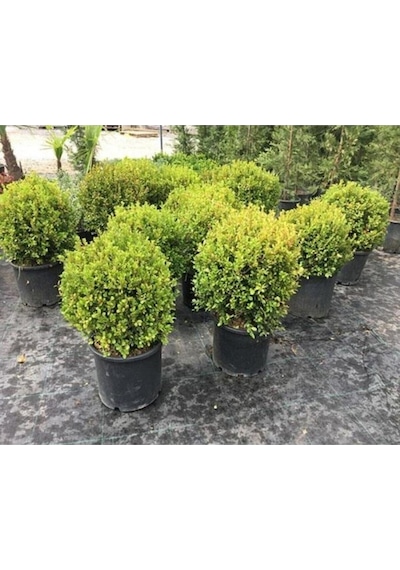 Buxus Sempervirens Şimşir Fidesi Fidanı 5 Adet 20-30 Cm