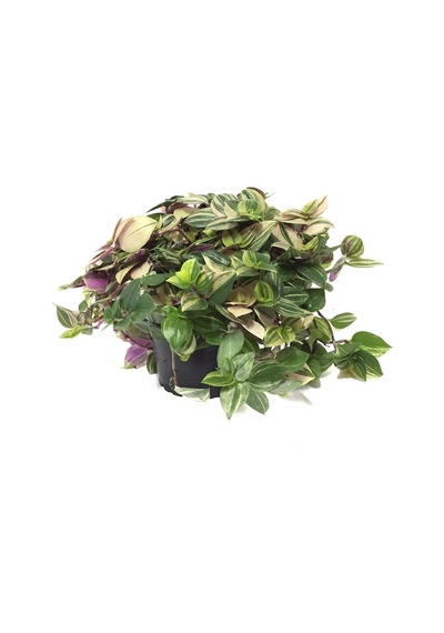 Tradescantia Fluminensis 'Tricolor' (Telgraf Çiçeği) Ø10,5 CM Y15-20 CM