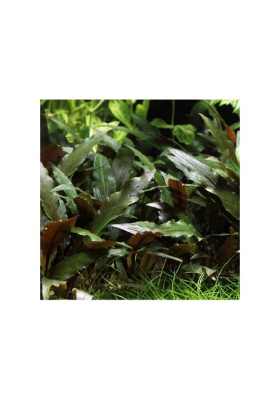 Cryptocoryne Petchii Saksı Canlı Bitki