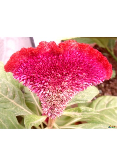 Celosia Horozibiği Çiçeği Ekim Seti 5 Tohum Horoz +Saksı+Topra