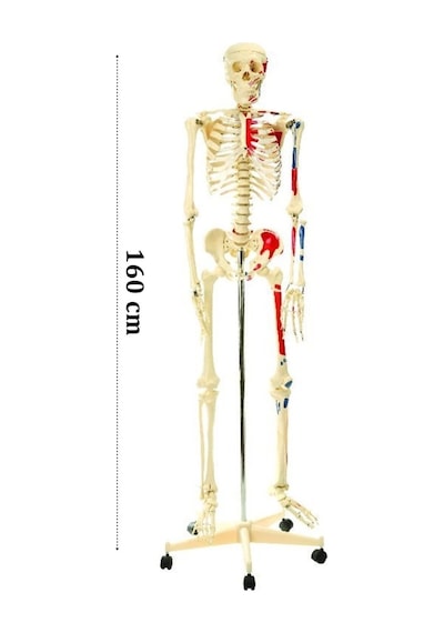 Medikalcim İskelet Modeli 160 Cm - Hareketli Eklemler