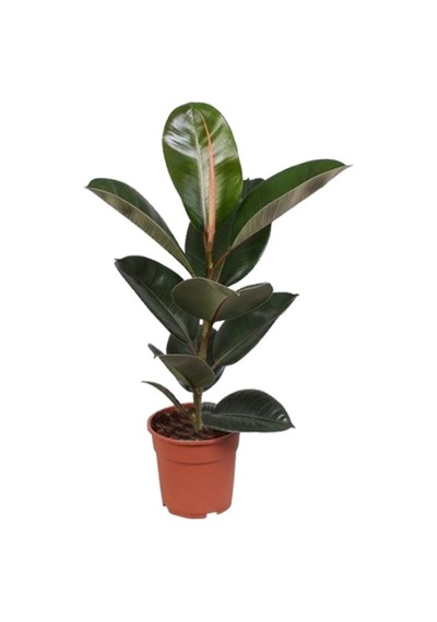 Kauçuk Çiçeği - Ficus Elastica Robusta Saksılı1 Adet 20-45cm