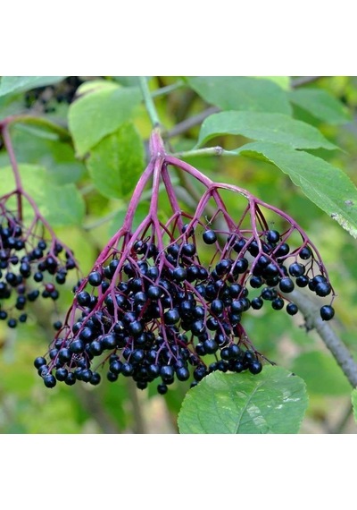 Tüplü Meyve Verme Yaşında Sambucus Nigra Kara Mürver Fidanı