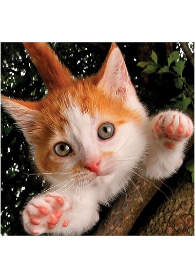 Prime 3d Kedi Pençesi Puzzle 100 Parça 20524