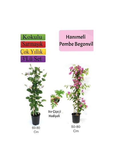 Amerikan Duvar Sarmaşığı+ Pembe Begonvil+ Itır Çiçeği Hediyeli