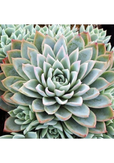 Echeveria Violet Queen Sukulent Tohumu