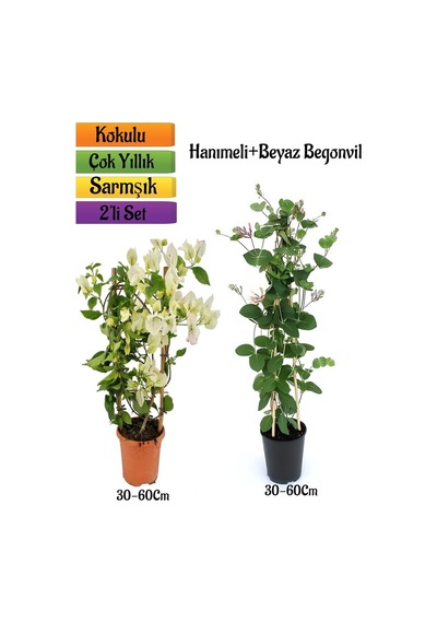 Beyaz Begonvil+ Yoğun Kokulu Hanımeli Çiçeği Fidanı 2'li Bahçe Peyzaj Seti